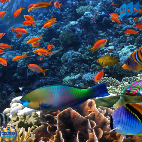 The Most Colorful Fish in the Ocean and Where to Find Them